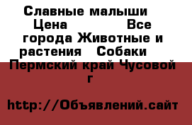 Славные малыши! › Цена ­ 10 000 - Все города Животные и растения » Собаки   . Пермский край,Чусовой г.